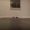 cat_laser