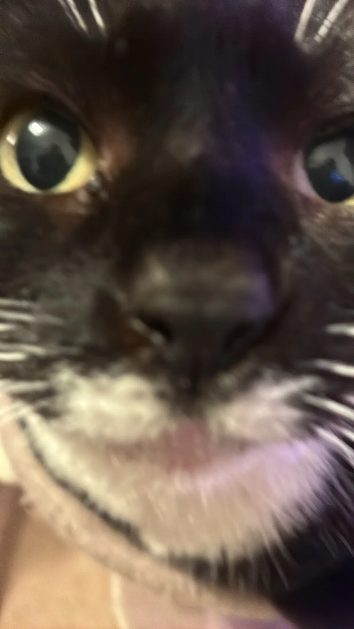 a closeup photo of nias gormless little face looking as if she was about to ask about the games on your phone