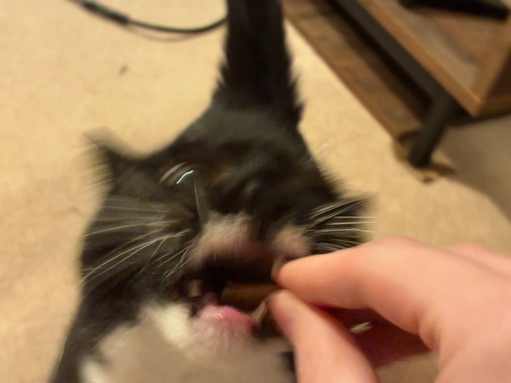 blurry and slightly scary photo of nia being fed a treat