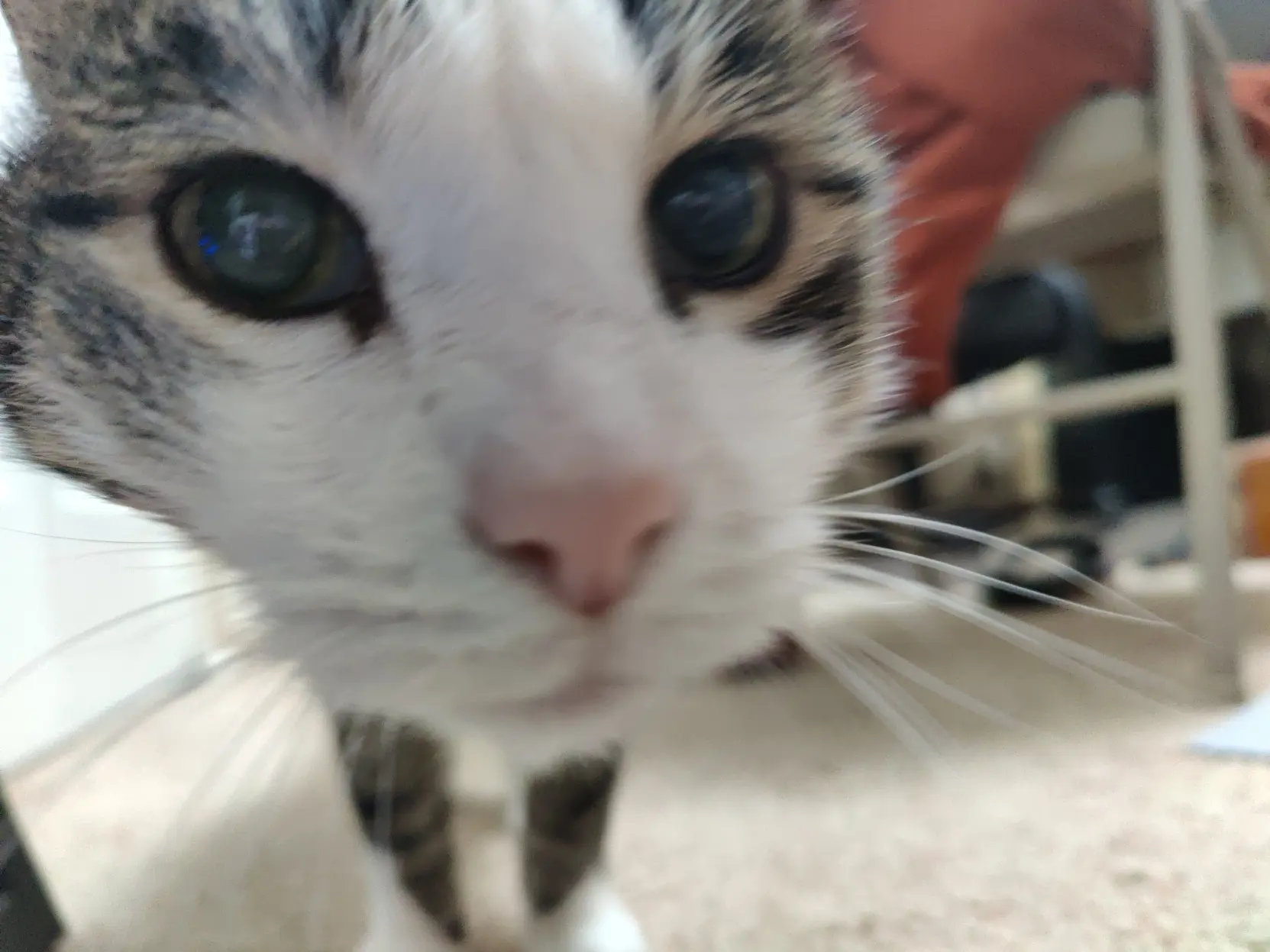 close up slightly blurry image of chewy (the sogg) the cat