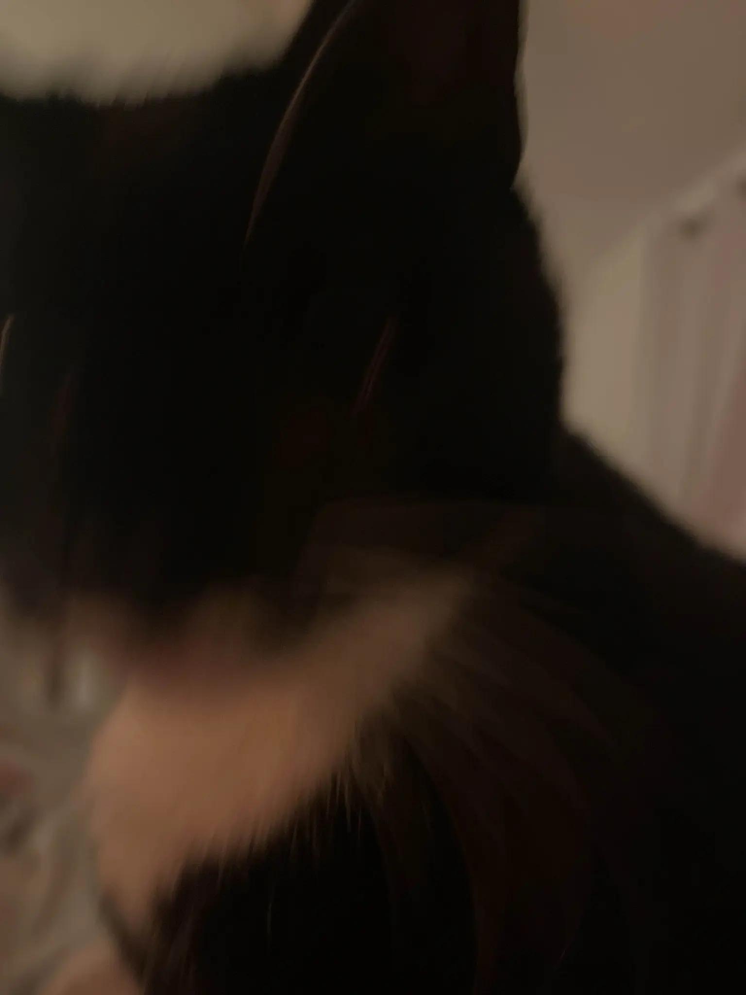 motion blurry photo of nia the cat staring at the camera