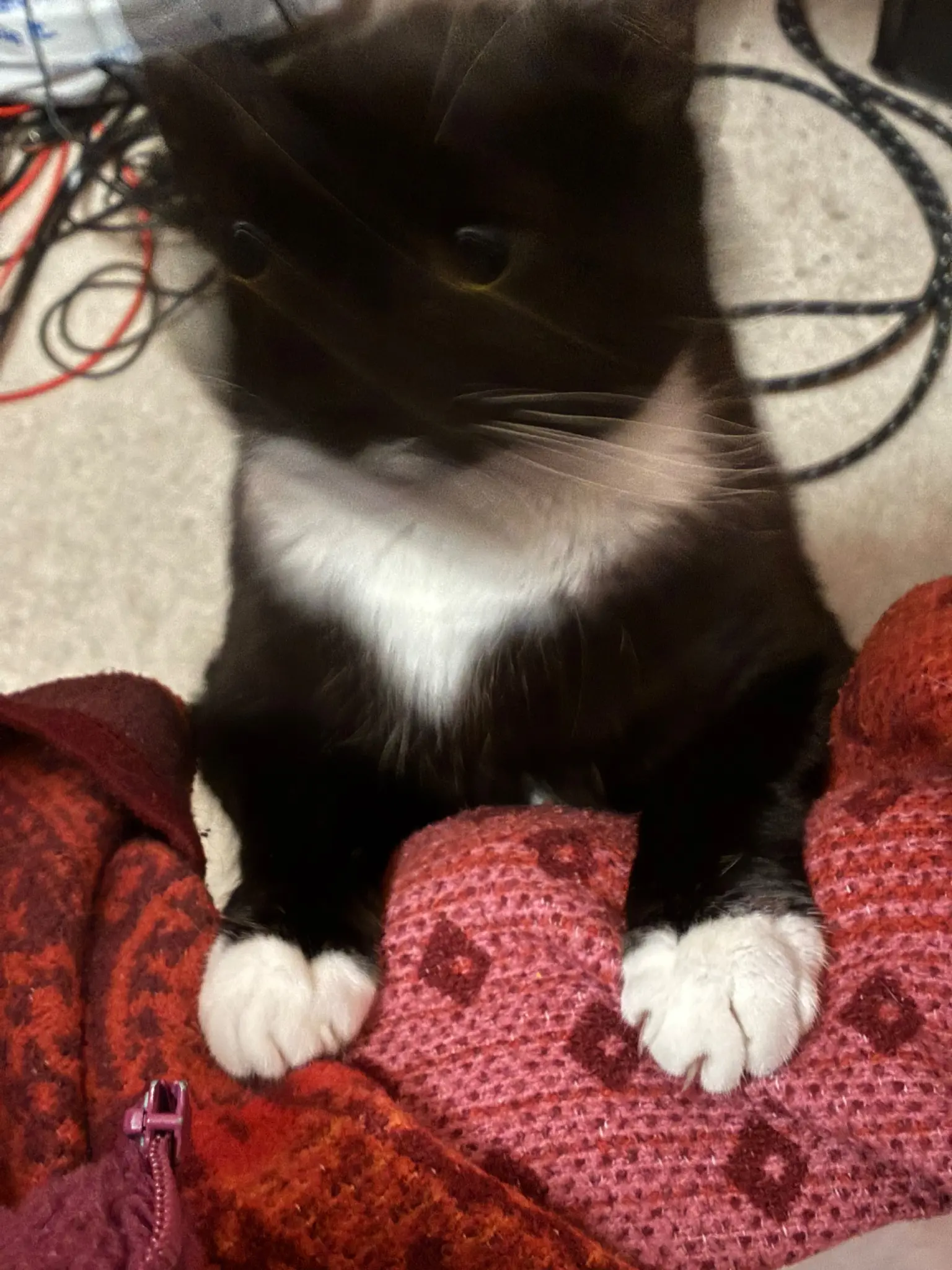 photo of nia standing on the floor with her paws up on the chair im sitting on indicating that shes considering jumping up but theres not enough room and also my phone has night photo mode turned on by accident so her head is spectacularly motion blurred