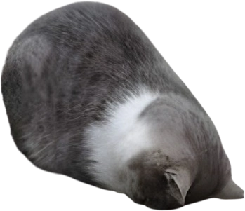 catFaceplant