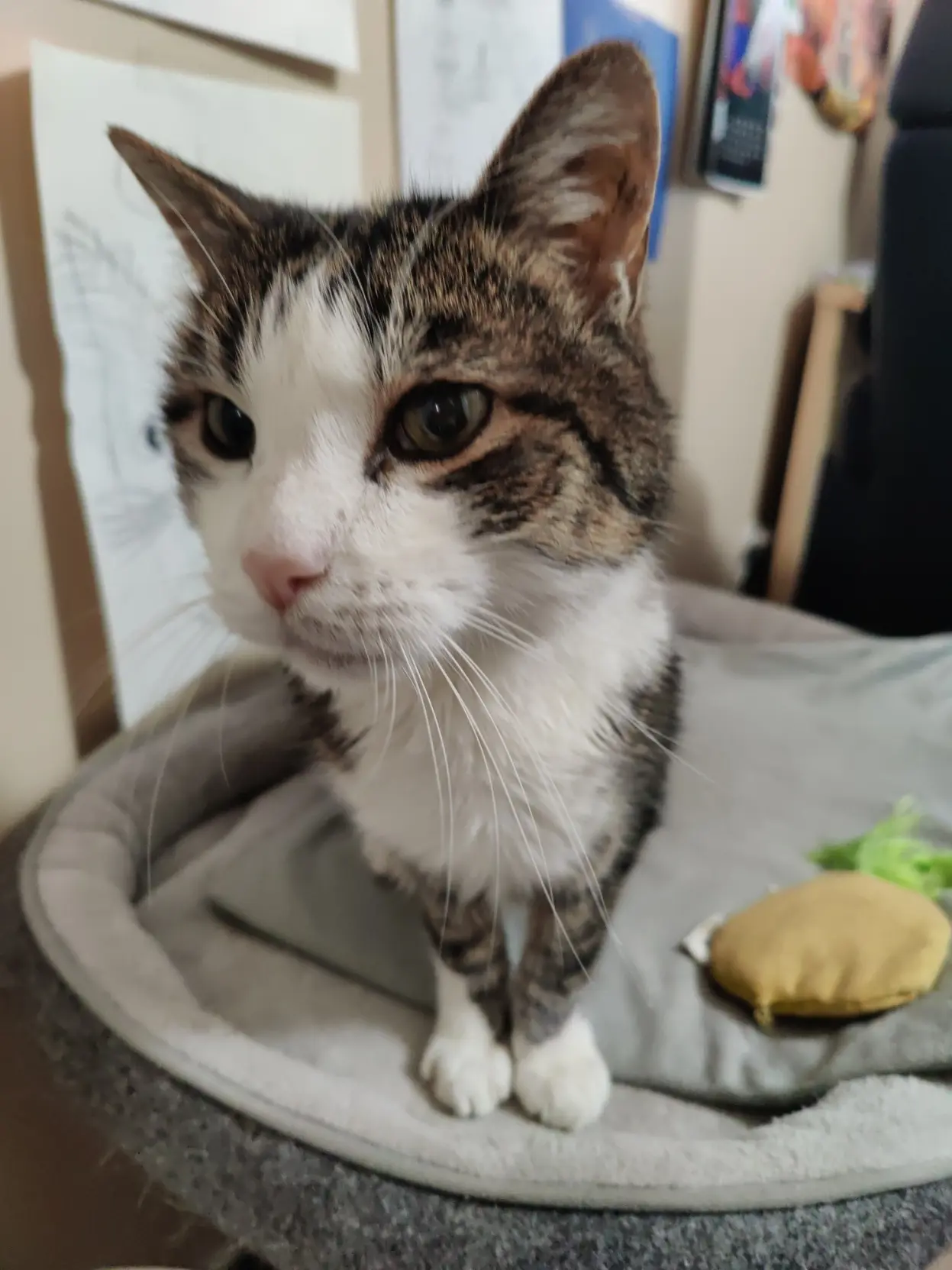 it is chewy the cat again, in his bed just looking off in the distance
