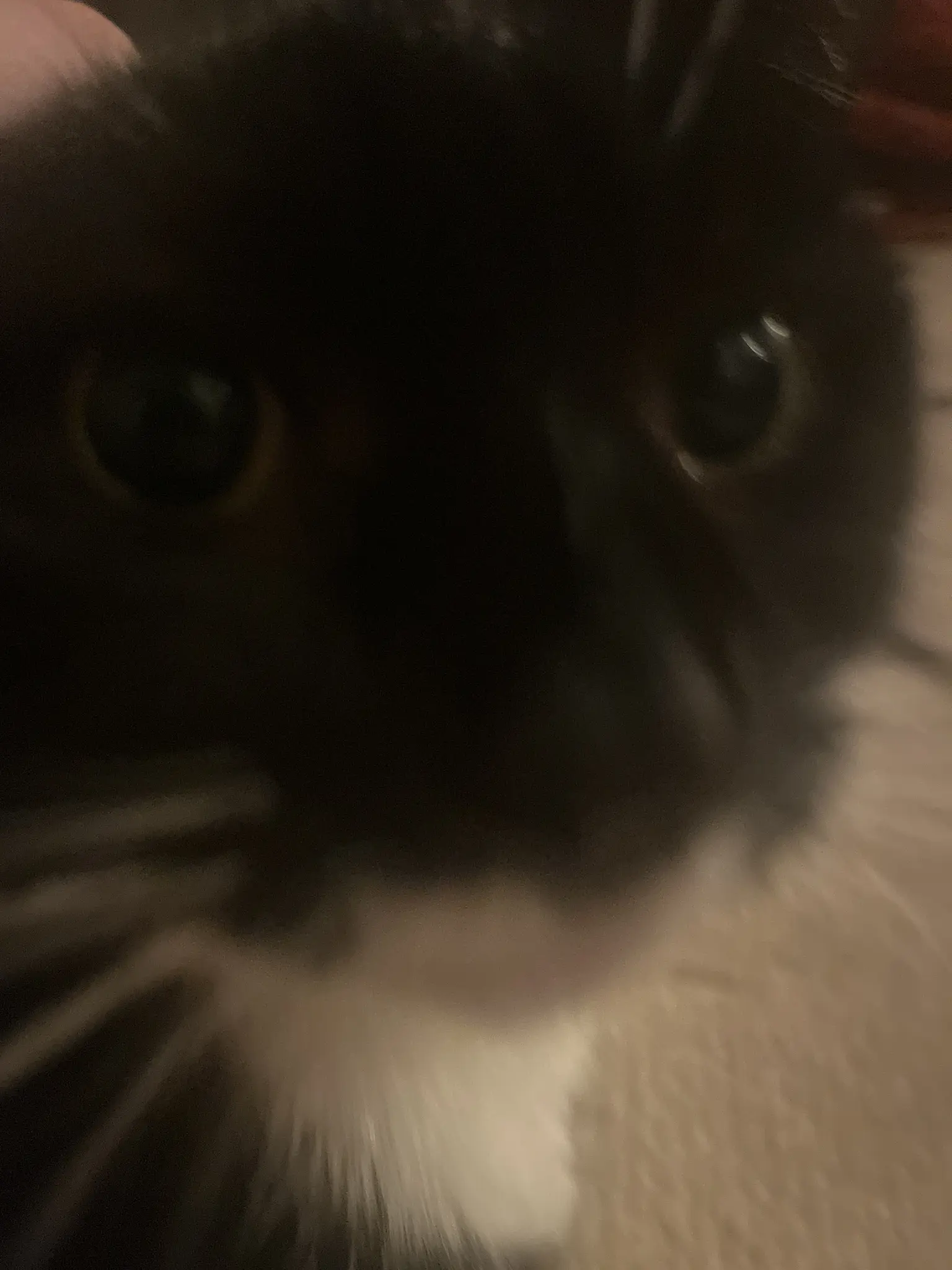 a slightly blurry close up photo of nias gormless little face
