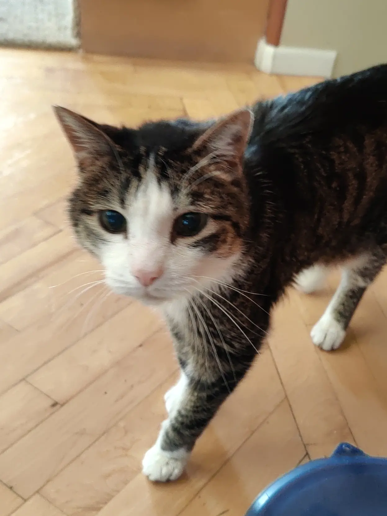 it is chewy, the soggiest cat