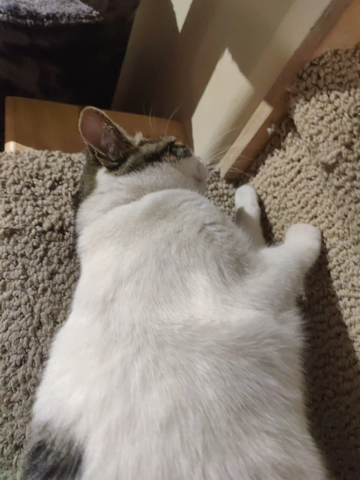 mittens laying down on the stairs facing the wall of a step