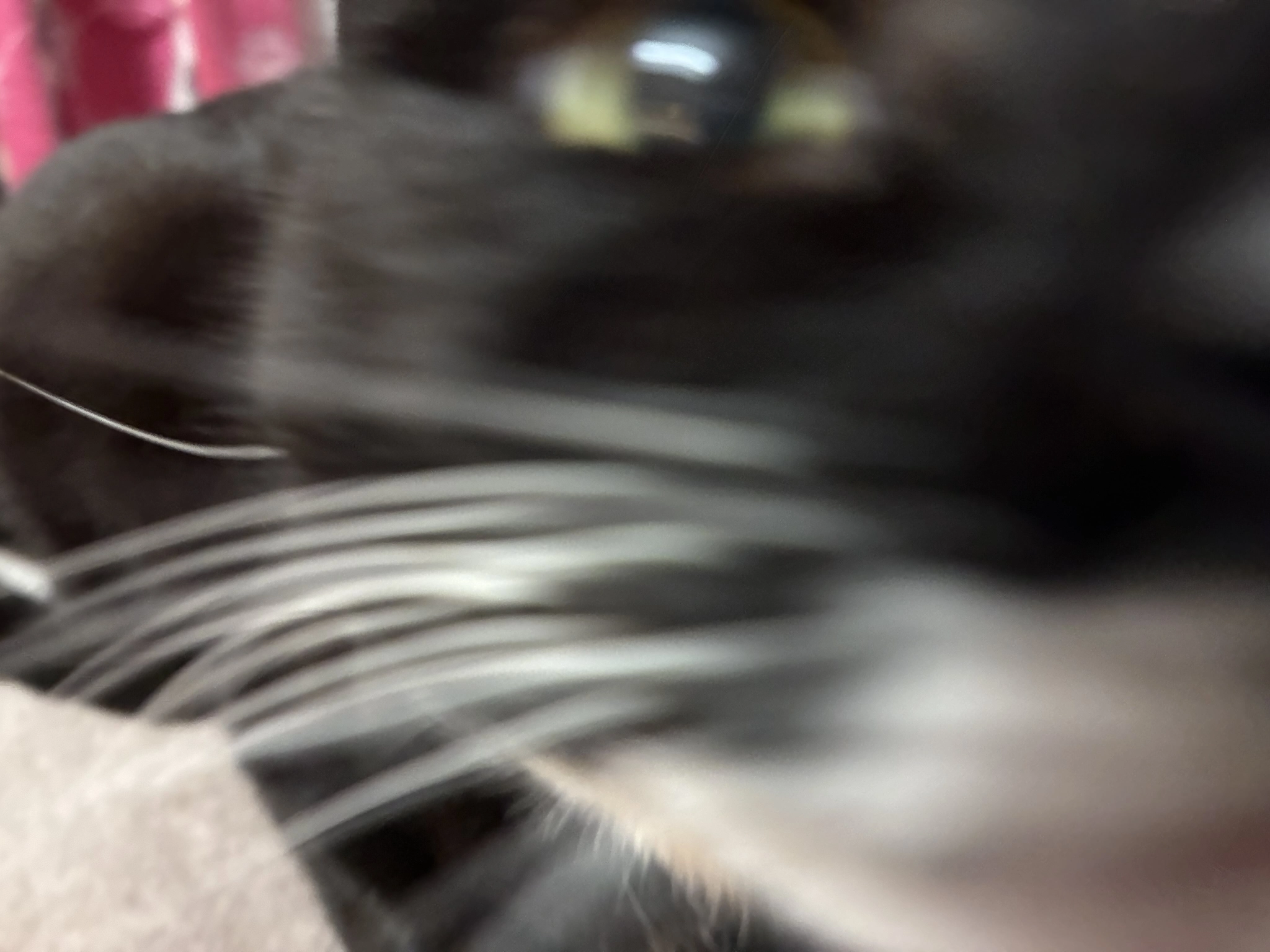 closeup blurry photo of nia having a sniff of the camera