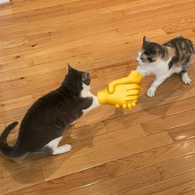 cat_handshake