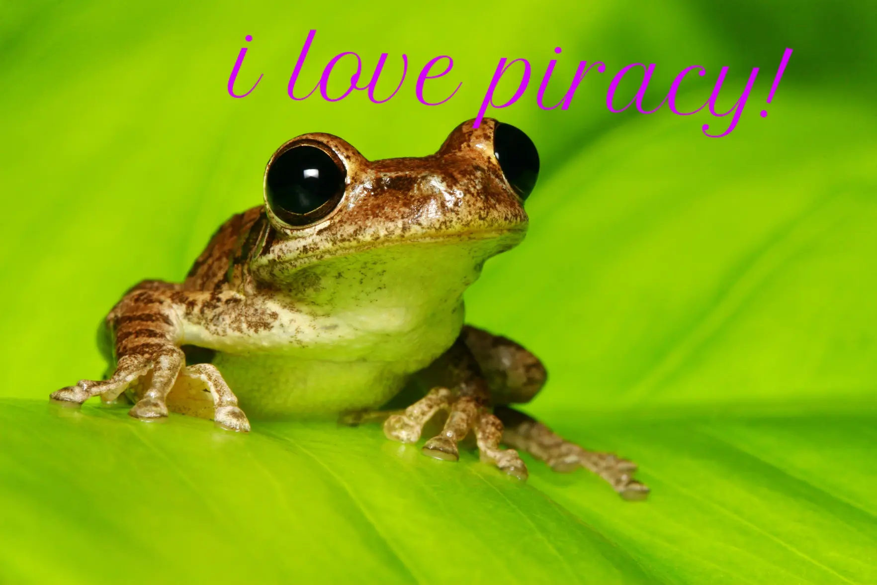 a frog with fancy font saying "i love piracy"