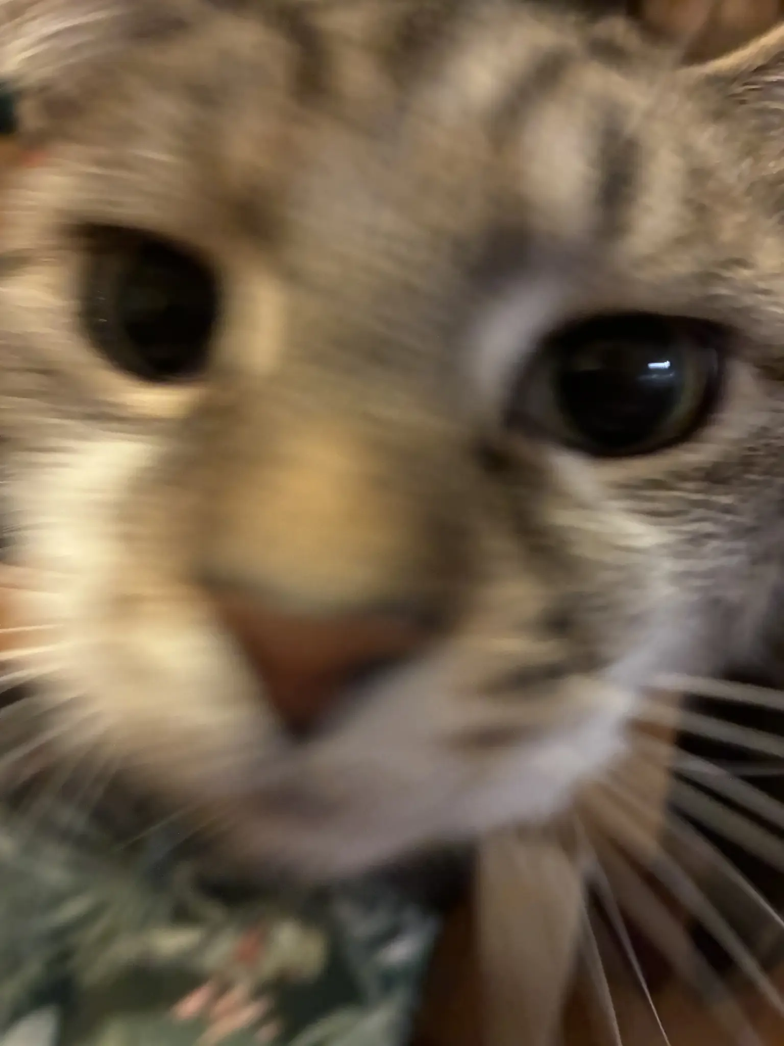 blurry close-up photo of a cat that is not nia. the scandal