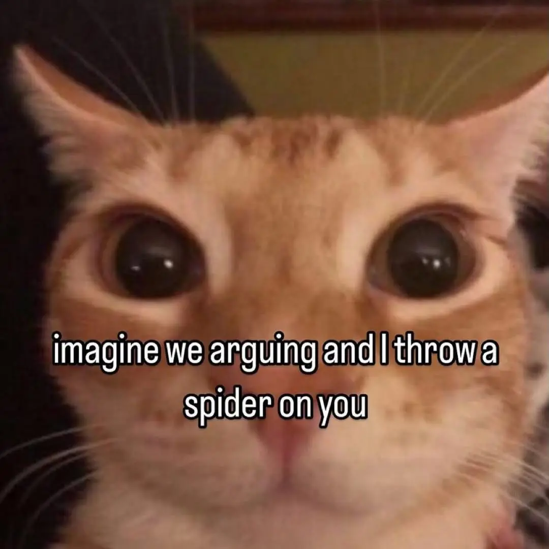 orange cat with big pupils stares at the camera, caption says "imagine we arguing and I throw a spider on you"