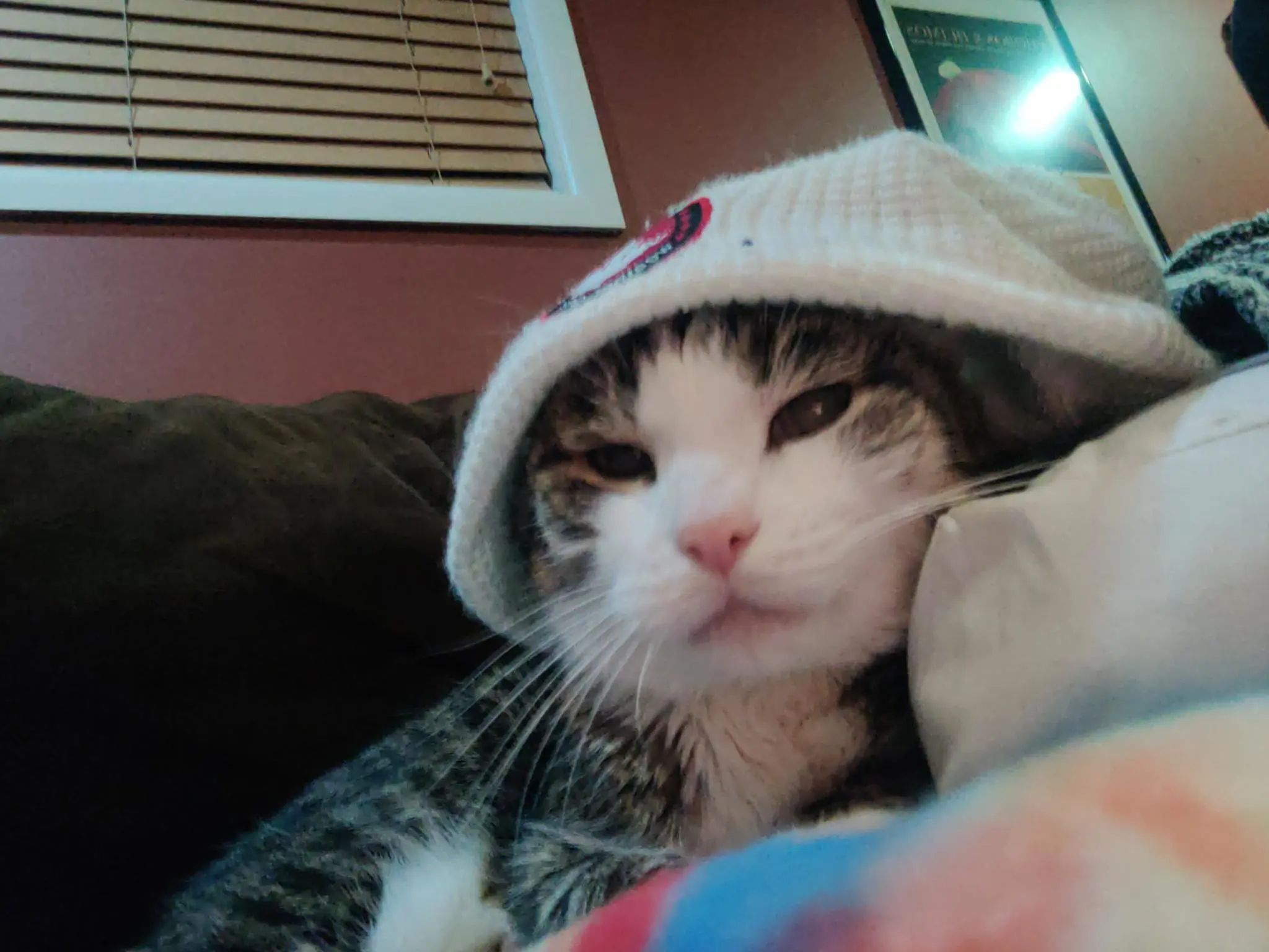chewy the cat, chillin with a white beanie on