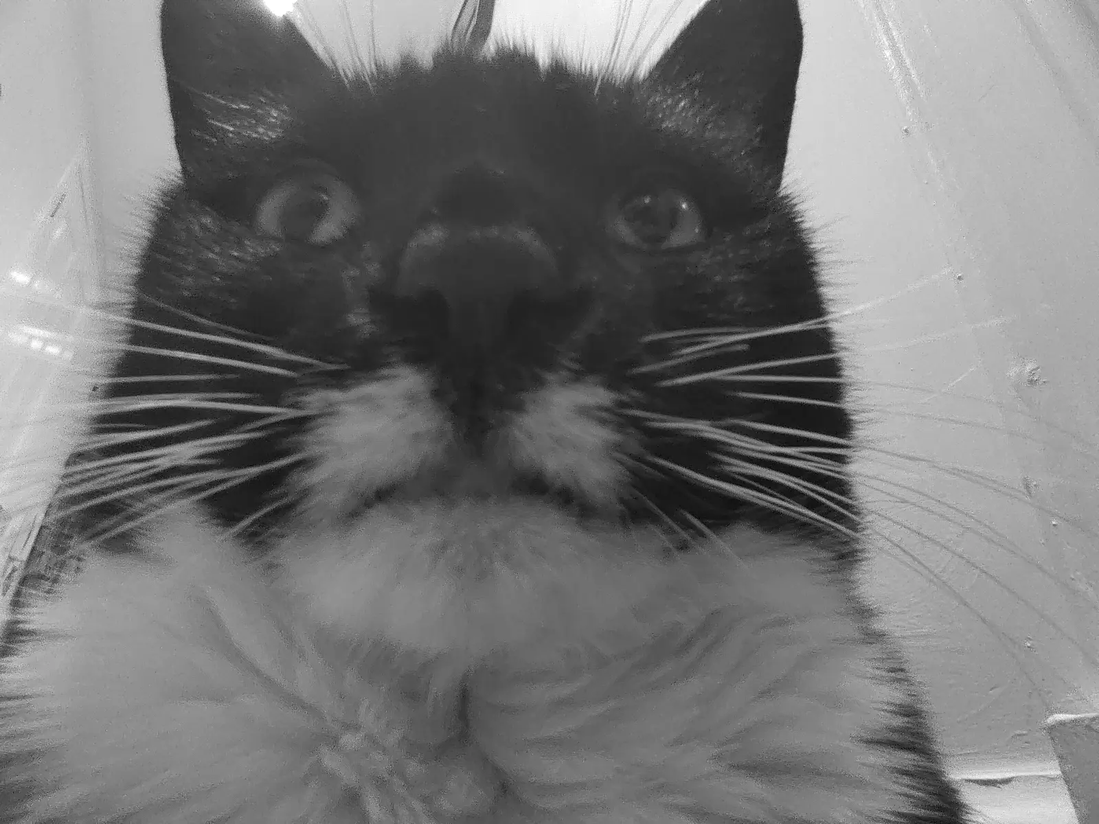 a very close up picture of nia the mischievous cat in black and white