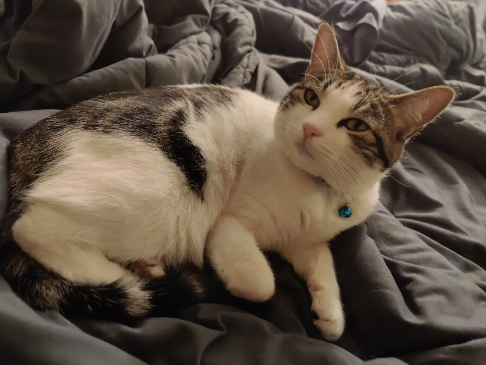 mittens the cat chilling in bed