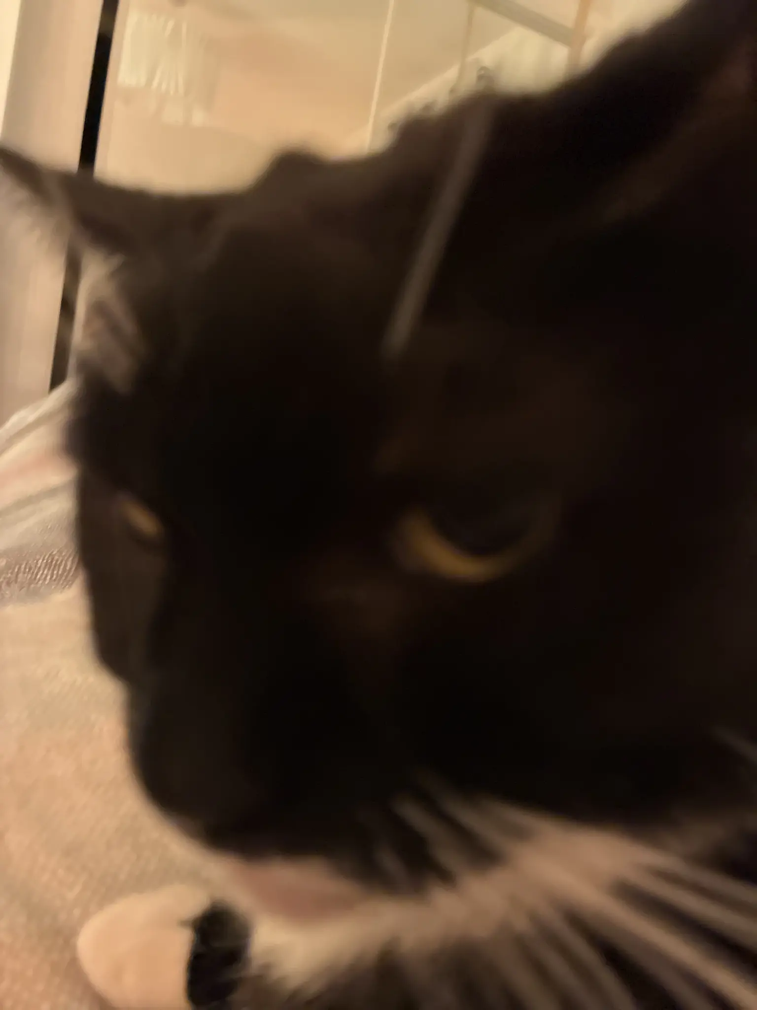 nia giving you a judgemental look